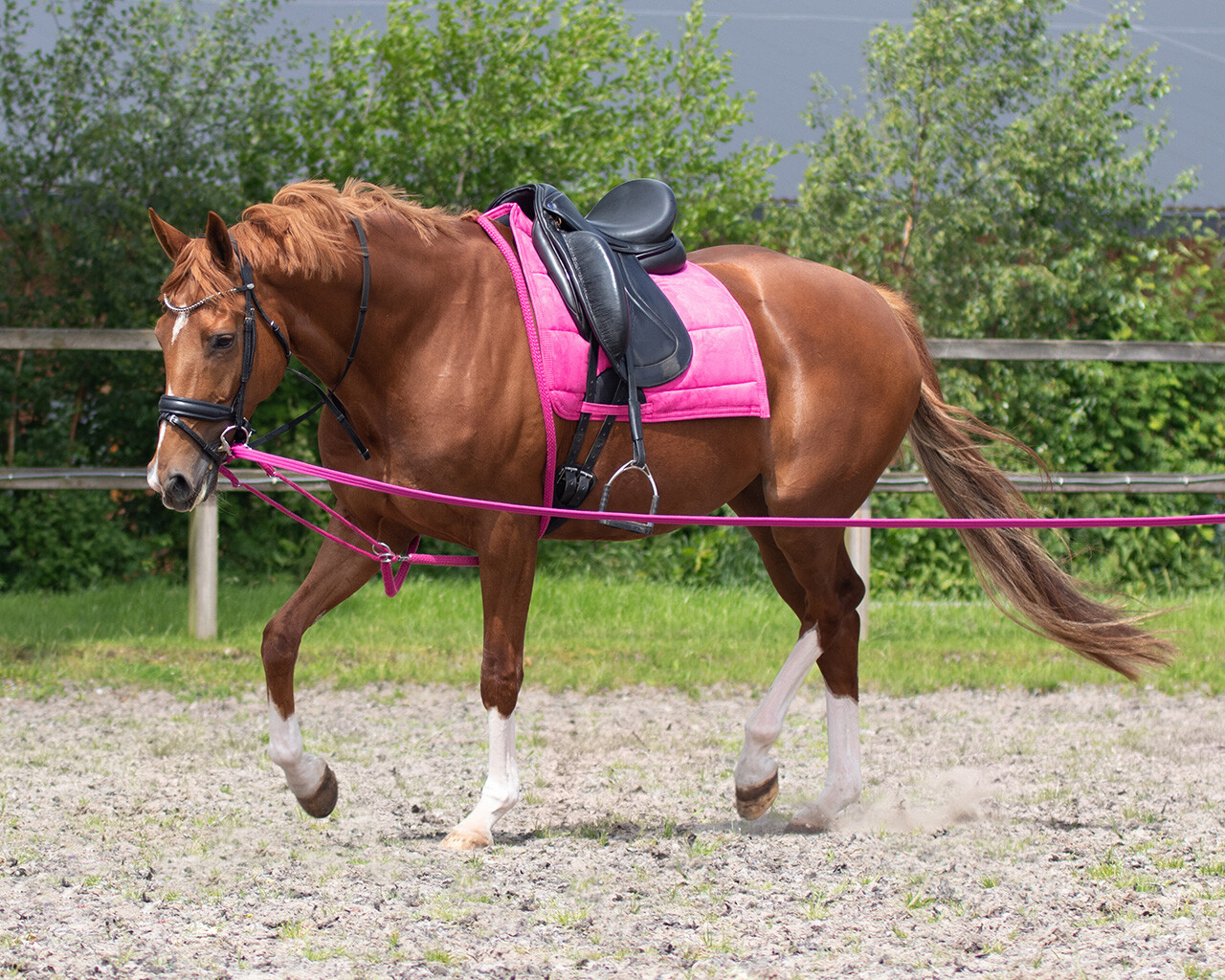 Лонжинг-система QHP от Stable.by