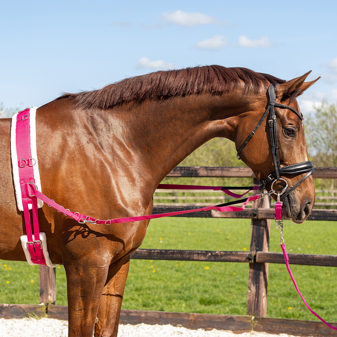 Гурта  лонжировочная QHP от Stable.by