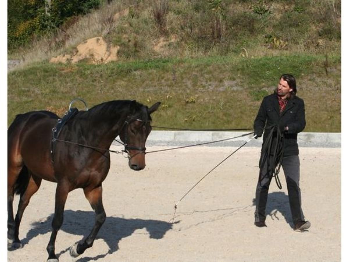 Доппель лонжа (двойная корда) от Stable.by