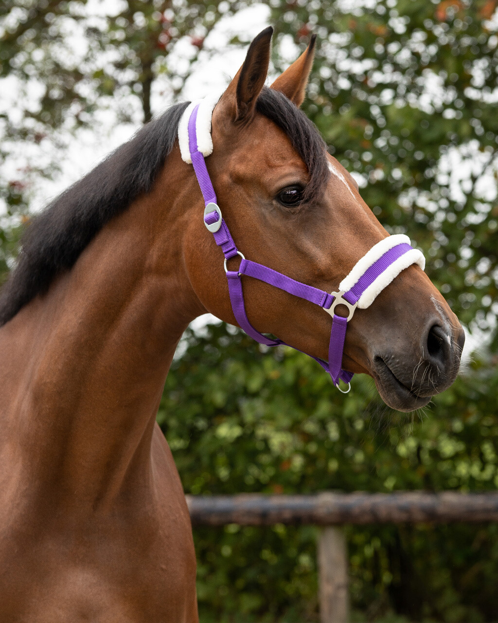 Недоуздок Кайли от Stable.by