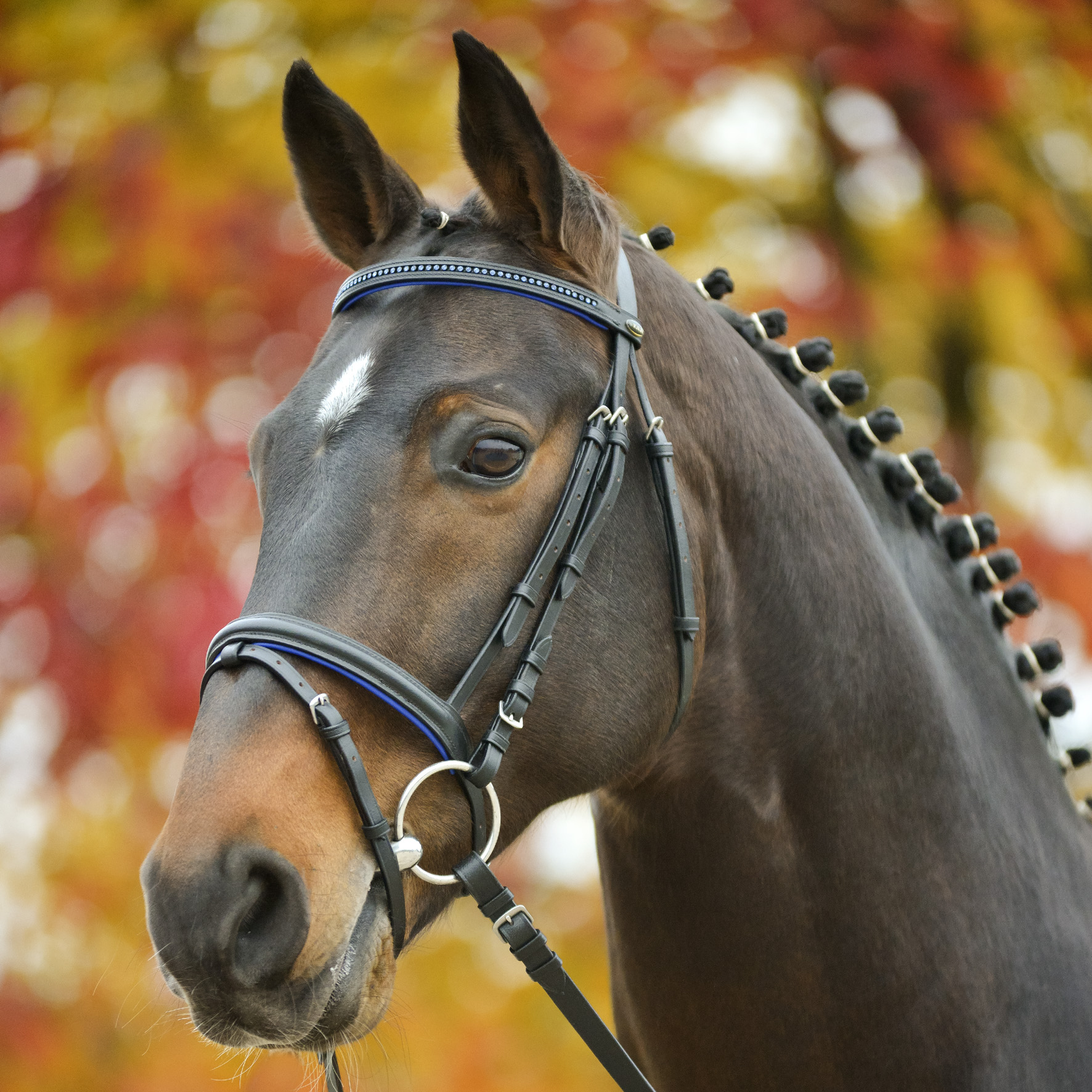 Оголовье трензельное "Бриллиант" от Stable.by