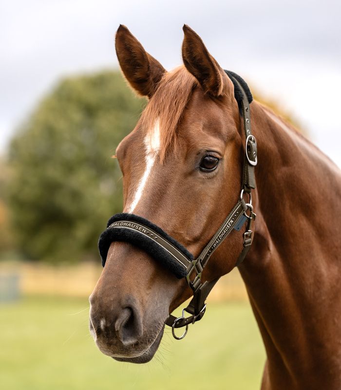 Недоуздок Элегант от Stable.by