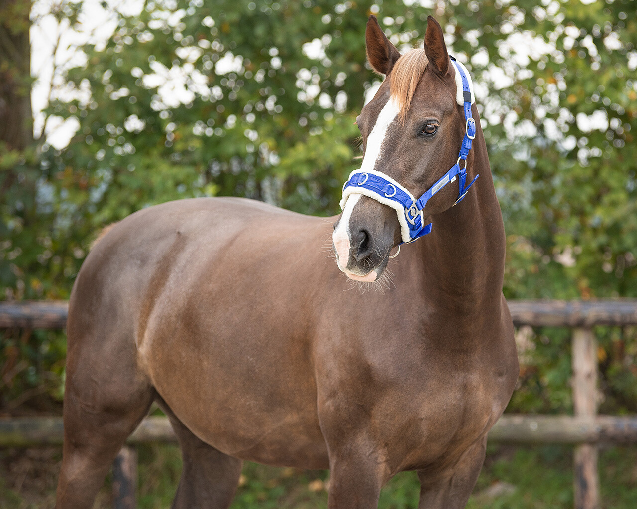 Кавессон QHP от Stable.by