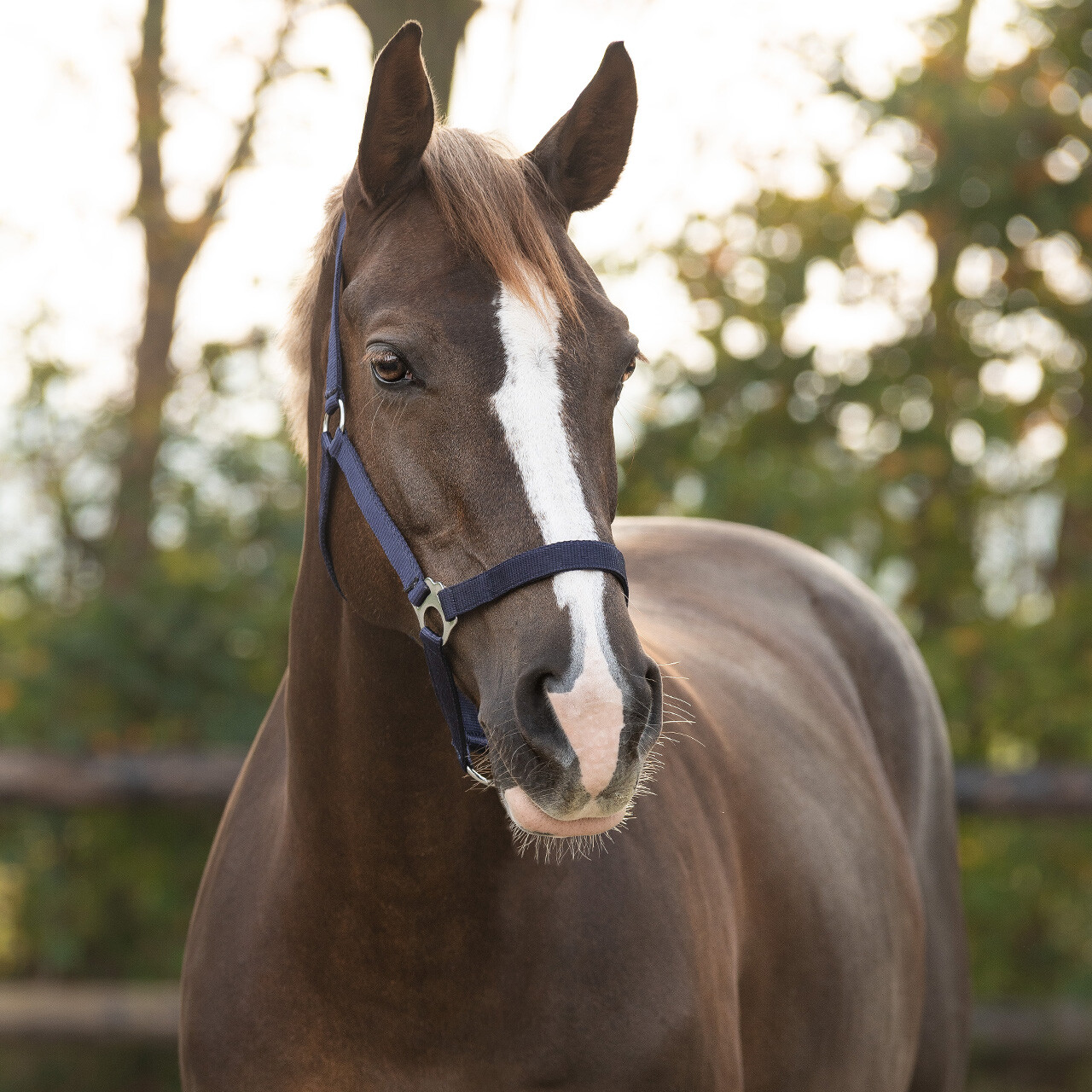 Недоуздок  Слайд от Stable.by