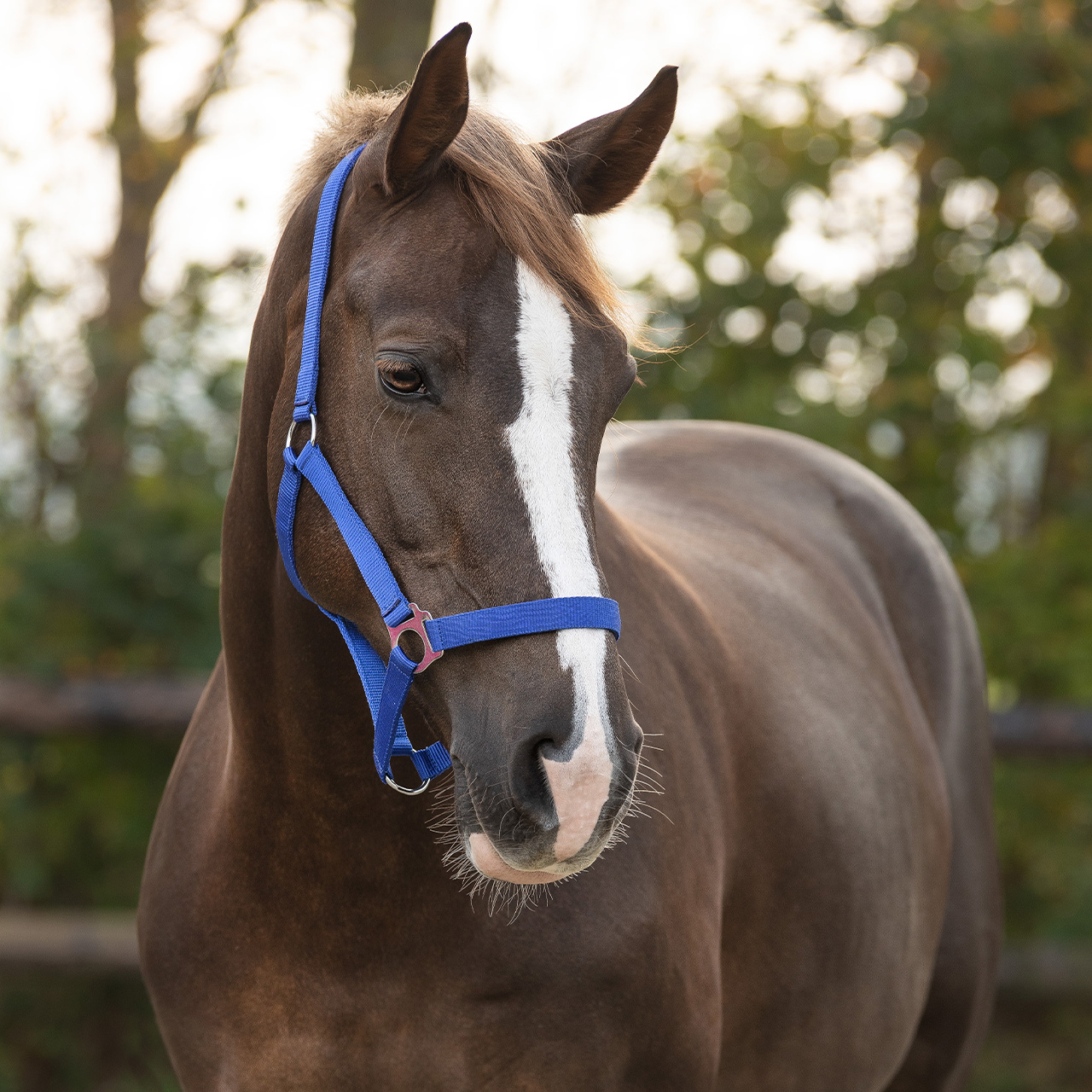 Недоуздок  Слайд от Stable.by